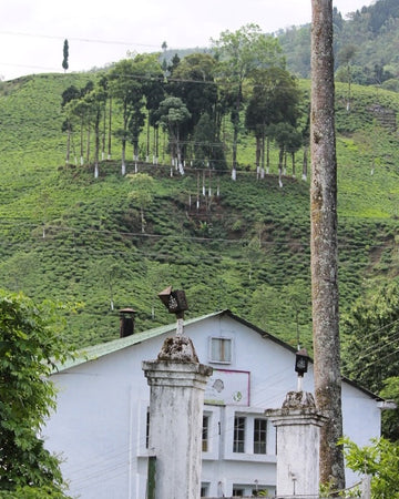 Everything you need to know about Darjeeling Teas