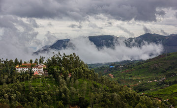 Makaibari Tea Estate