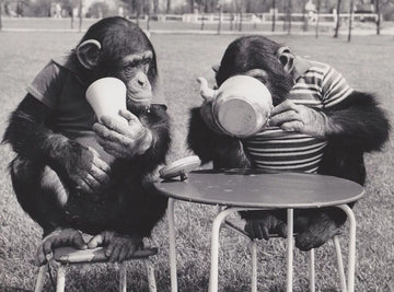 Monkey picked oolong- Myth or Reality?