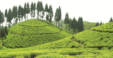 Gopaldhara Tea Estate, Darjeeling