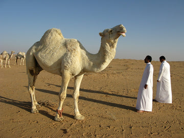 Tea Culture in Saudi Arabia